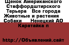 Щенок Американского Стаффордштирского Терьера - Все города Животные и растения » Собаки   . Ненецкий АО,Каратайка п.